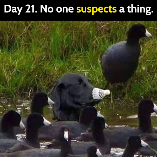 Funny dog meme: Day 21. No one suspects a thing.