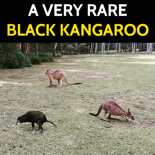 Funny dog meme: A very rare black kangaroo.