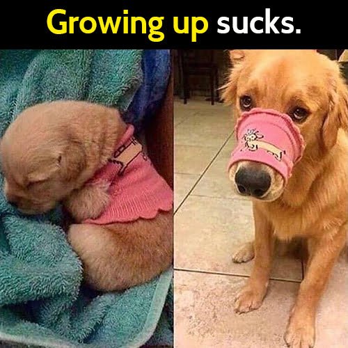 Funny dog meme: growing up sucks