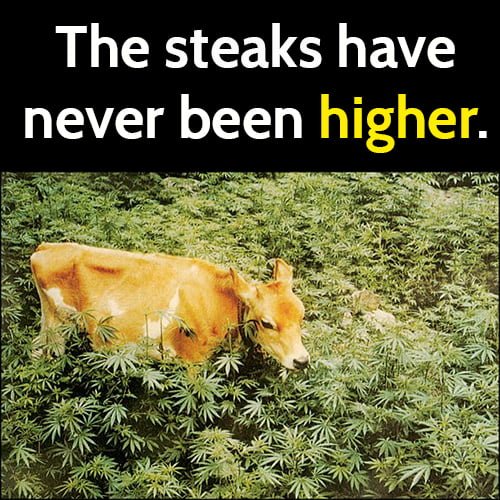 Funny meme: Cow in marijuana field, the steaks have never been higher.