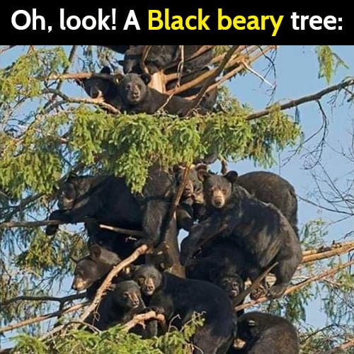 Funny meme: Oh, look! A black beary tree.