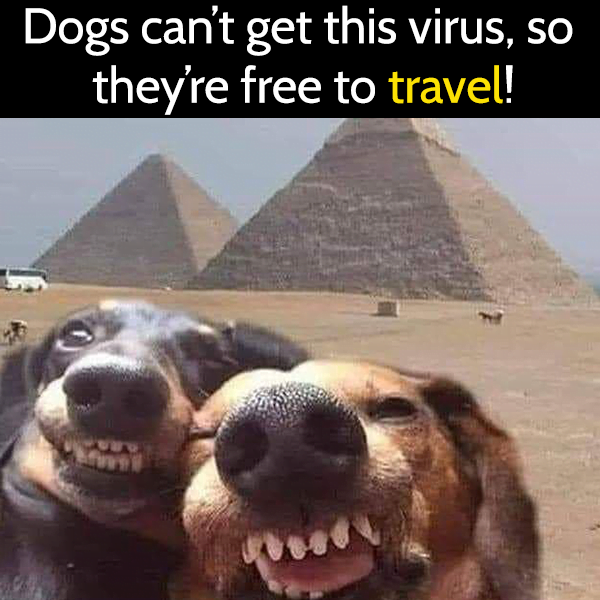 Funny dog meme: dogs can't get this virus, so they are free to travel.