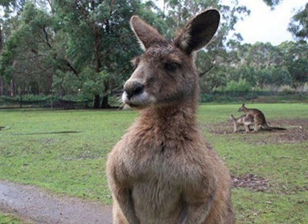 Funny animals photobomb kangaroos