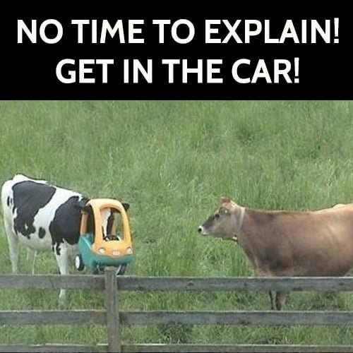 Funny meme: cow with toy car on head - No time to explain! Get in the car!