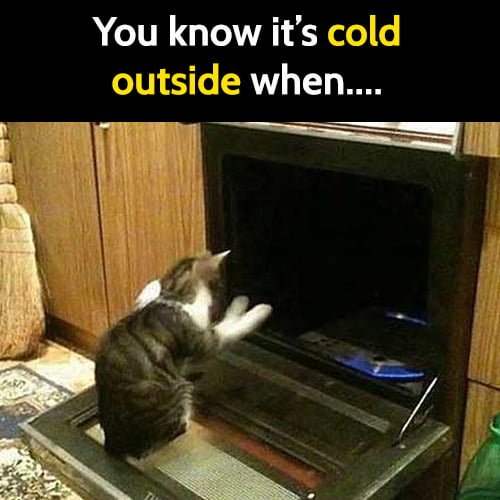 Funny Cat Meme: You know it's cold outside when...