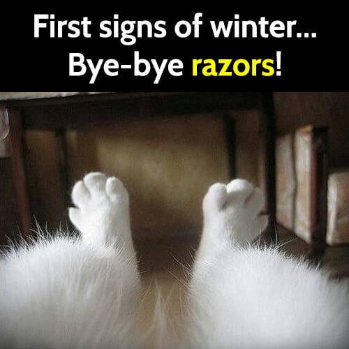 Funny Cat Meme: First signs of winter, bye-bye razors.