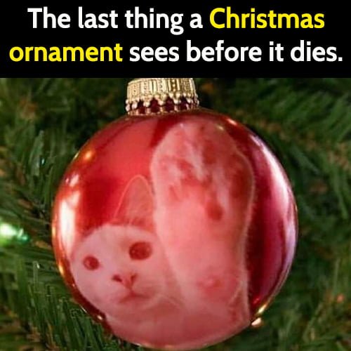 Funny Cat Meme Christmas: The last thing a Christmas ornament sees before it dies.