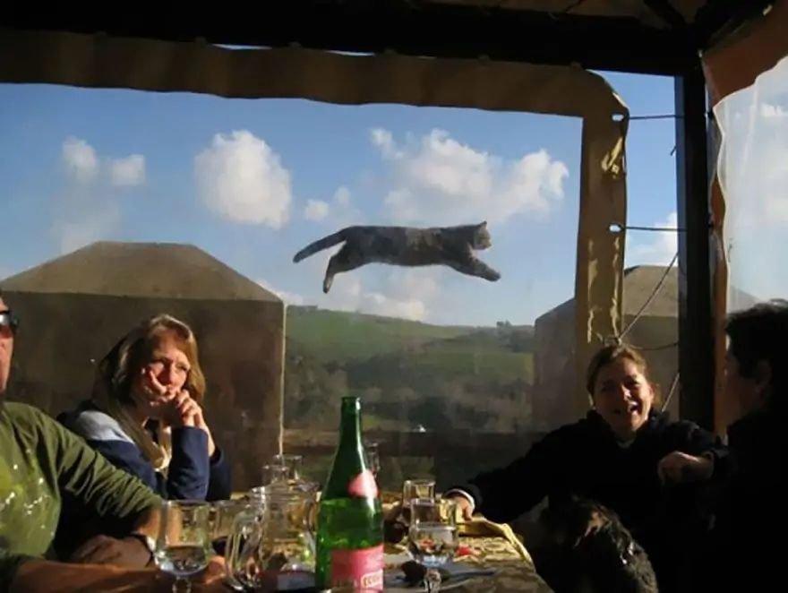 Funny animals photobomb flying cat