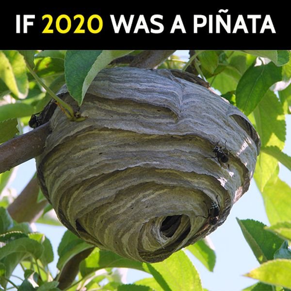 Funny best memes that sum up 2020: If 2020 was a pinata