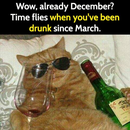 Funny meme: alcohol cat - wow, already December? Time flies when you've been drunk since March.
