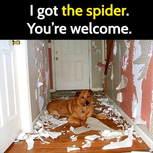 Funny animal memes: I got the spider. You're welcome