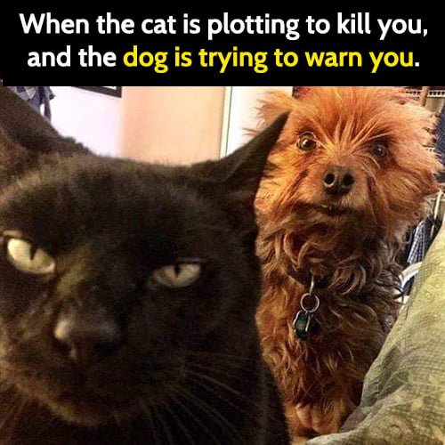 Funny animal memes: When the cat is plotting to kill you, and the dog is trying to warn you.