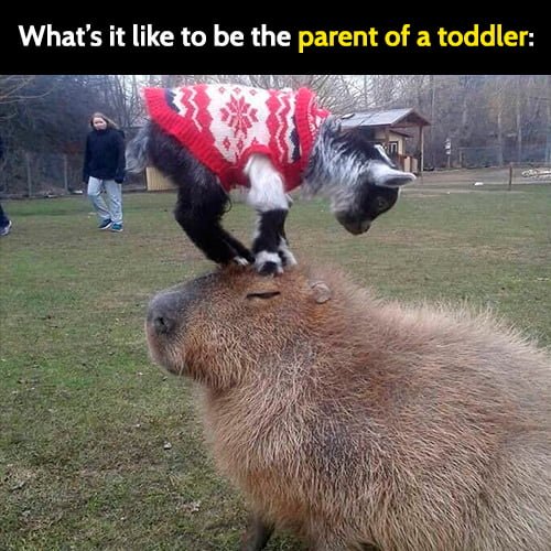 Funny animal memes: If you were wondering what it's like to be the parent of a toddler: