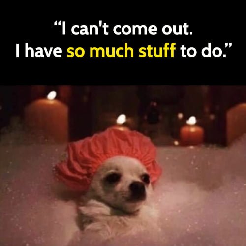 Funny animal memes: I can't come out. I have so much stuff to do.