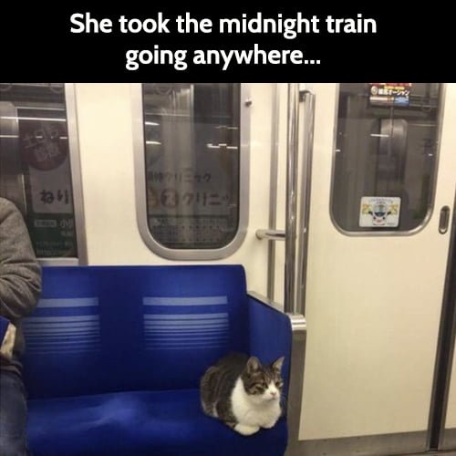 Funny animal memes: She took the midnight train going anywhere.