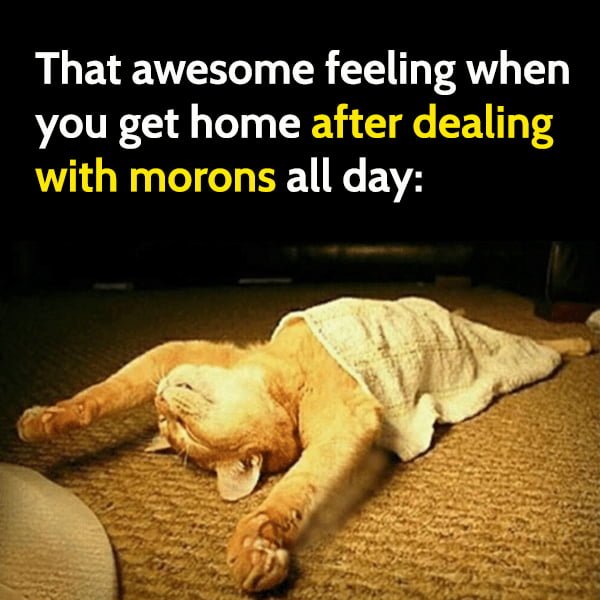 Funny cute cat meme: That awesome feeling when you get home after dealing with morons all day