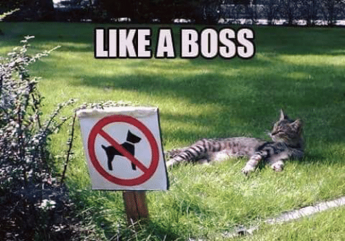 Funny cute cat meme: like a boss