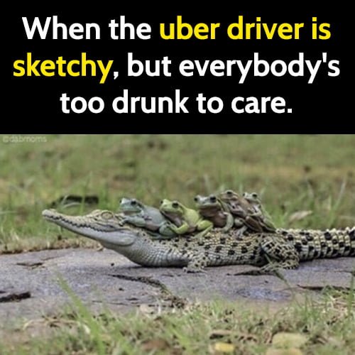 Funny animal memes: When the uber driver is sketchy, but everybody's too drunk to care.