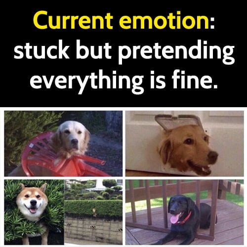 Funny animal memes: Current emotion: dogs who are stuck but pretending everything is fine.