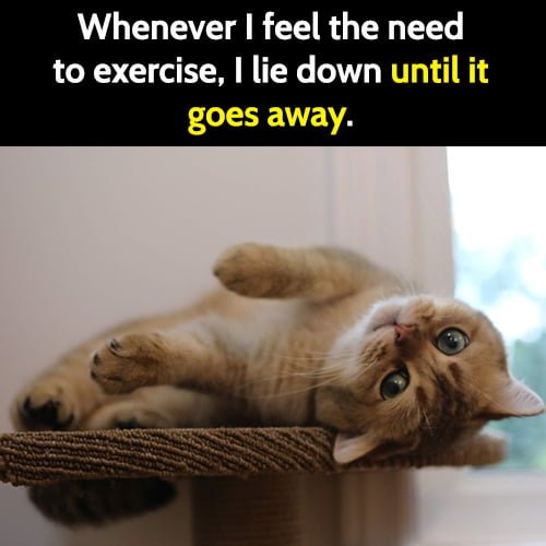 Funny lazy meme: Whenever I feel the need to exercise, I lie down until it goes away.