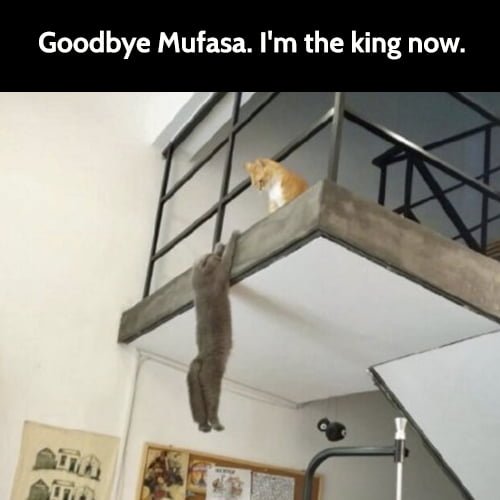 Funny animal memes: Goodbye Mufasa. I'm the king now.