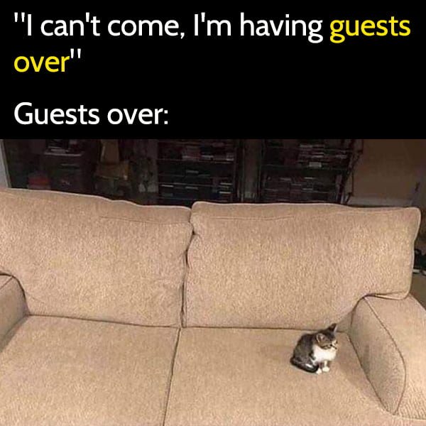 "I can't come, I'm having guests over" Guests over: funny cat meme
