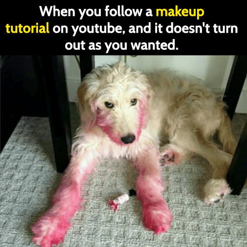 Funny animal memes: When you follow a makeup tutorial on youtube, and it doesn't turn out as you wanted.