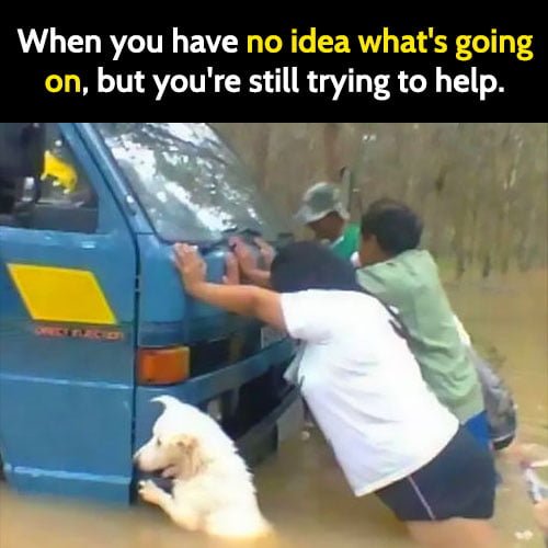 Funny animal memes: When you have no idea what's going on, but you're still trying to help.