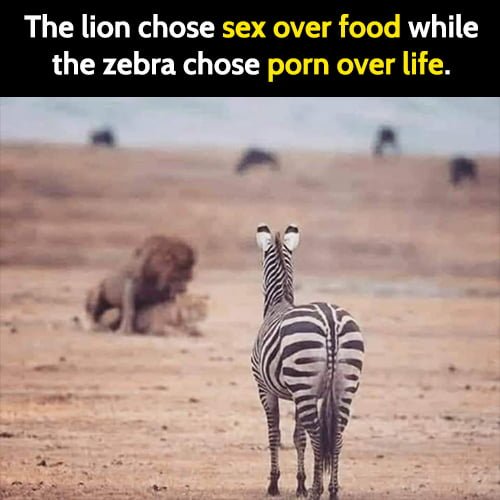 Funny animal memes: The lion chose sex over food, while the zebra chose porn over life.