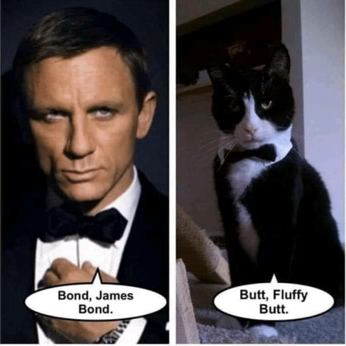 Funny cute cat meme: james bond versus cat