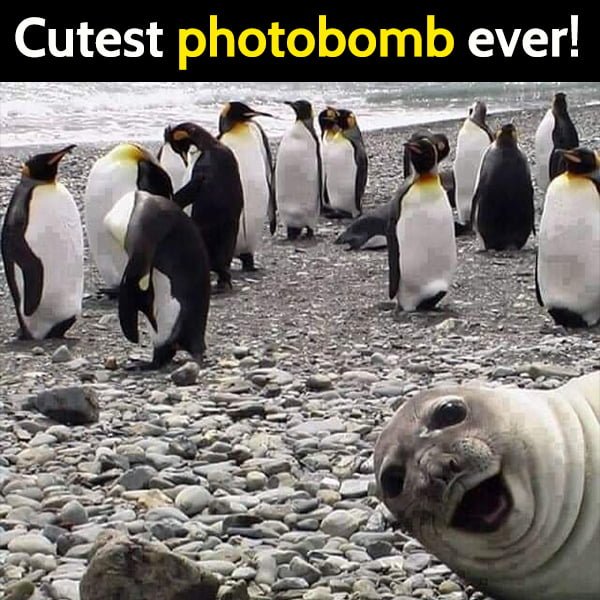 Funny jokes: cute seal photobombs penguins.