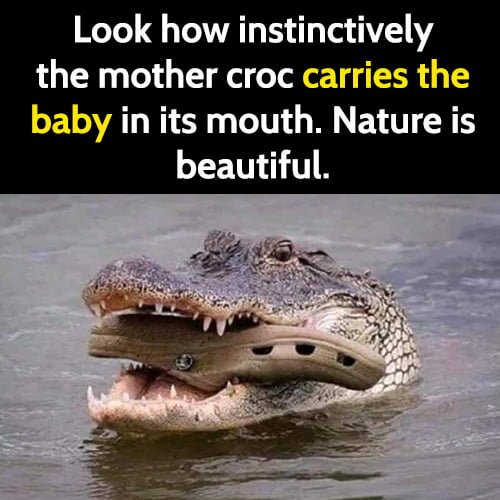 Funny animal memes: Look how instinctively the mother croc carries the baby in its mouth. Nature is beautiful.