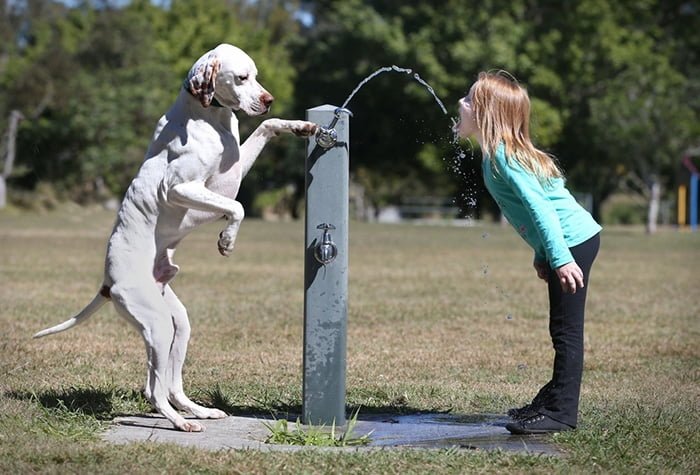 Cute kids and their pets: girl and dog water fountain