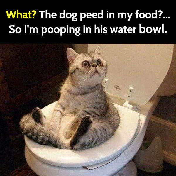 Funny meme cat poos on toilet
