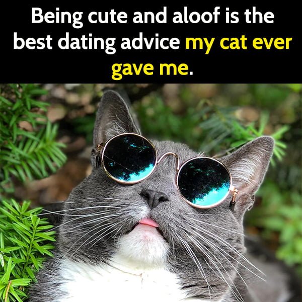 Funny Random Memes To Cheer You Up Being cute and aloof is the best dating advice my cat ever gave me.