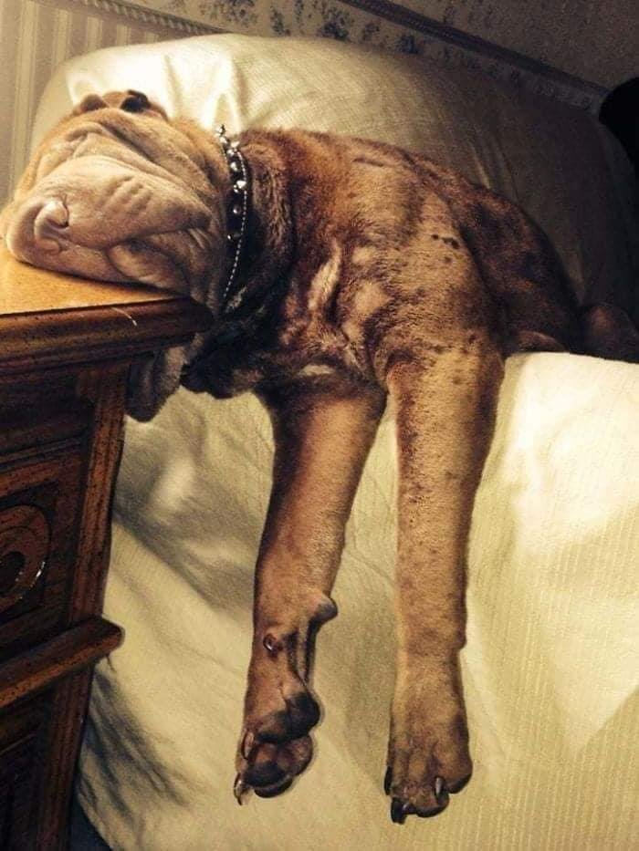 Funny Dog Sleeping Position
