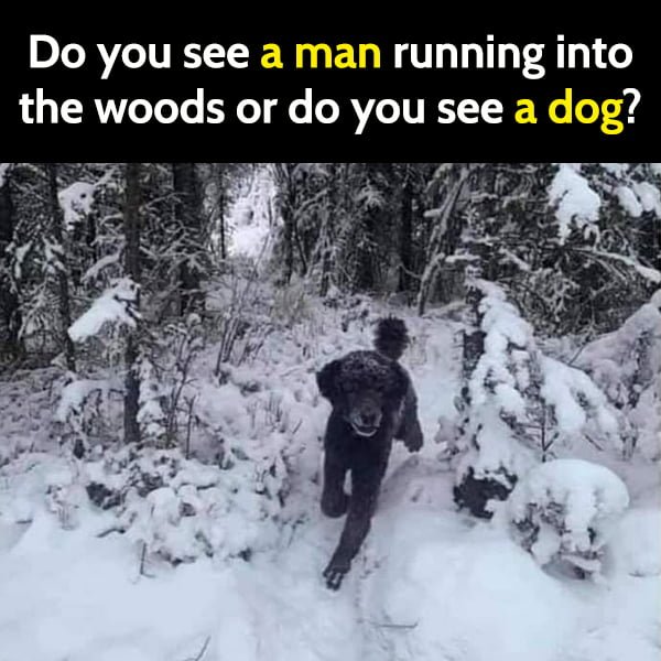 Funny Random Memes To Cheer You Up Do you see a man running into the woods or do you see a dog?
