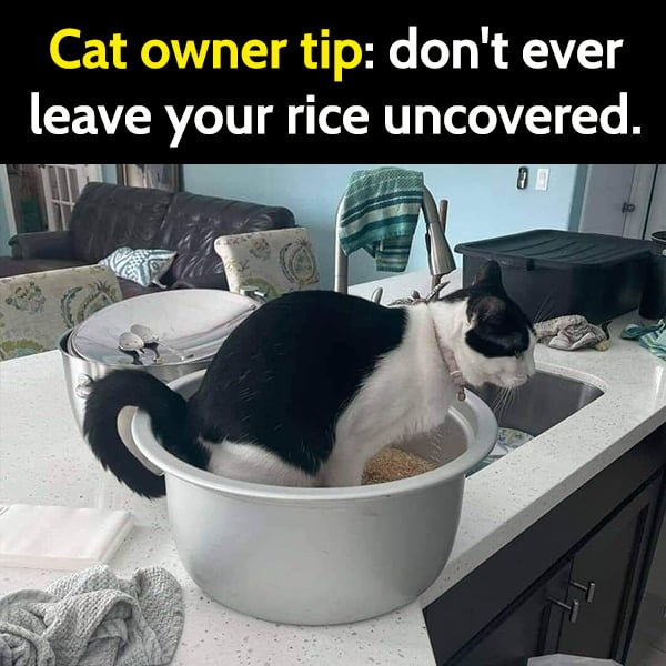 Funny Random Memes To Cheer You Up Cat owner tip: don't ever leave your rice uncovered.