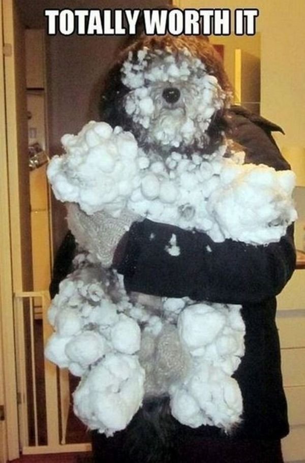dog snow funny meme Totally worth it!
