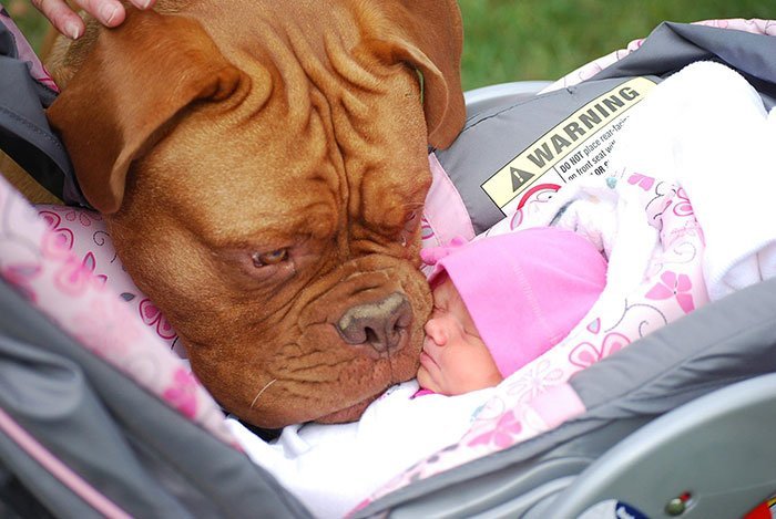 Cute kids and their pets: dog and newborn