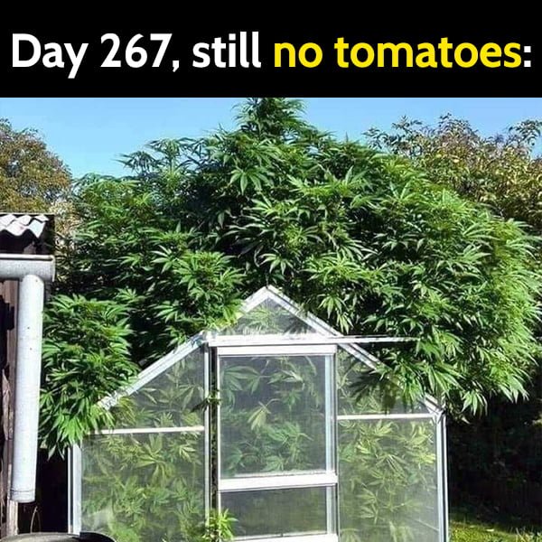 Fun Clean Humor Hilarious Memes: Cannabis bush, day 267, still no tomatoes