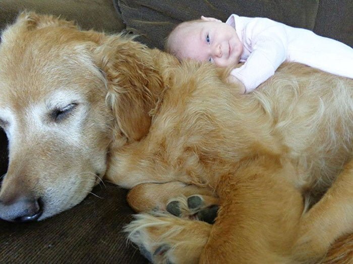 Cute kids and their pets: baby sleeps on dog