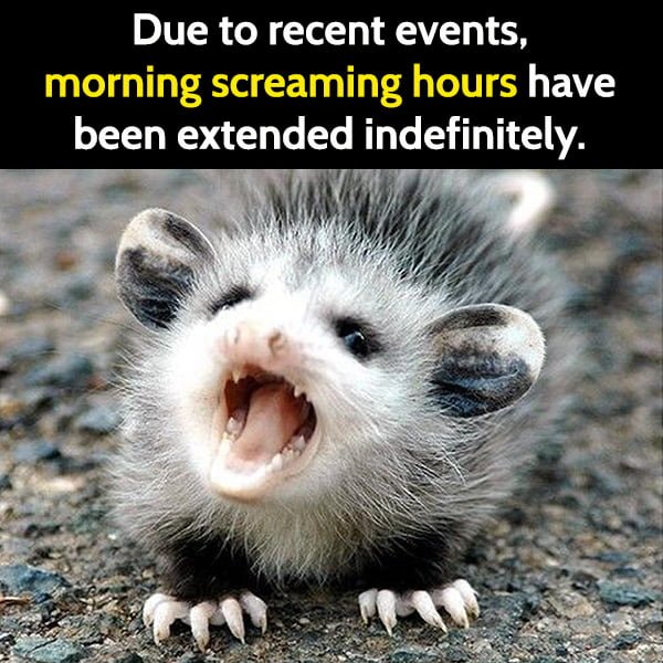 Due to recent events, morning screaming hours have been extended indefinitely.