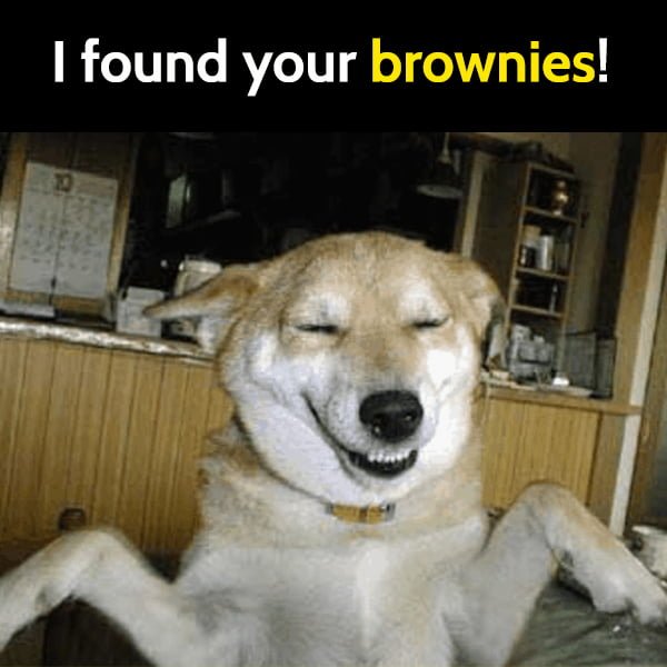 Funny meme dog smiling: I found your brownies!
