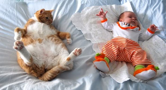 Cute kids and their pets: cat copies baby