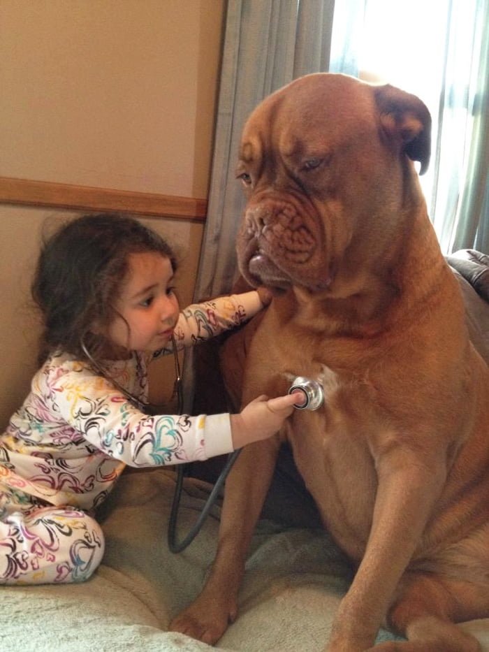 Cute kids and their pets: little girl plays doctor with dog