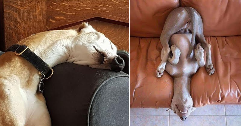25 Dogs That Fell Asleep In The Funniest Positions - Bouncy Mustard