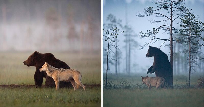 Unusual Friendship Wolf And Bear Become Best Friends