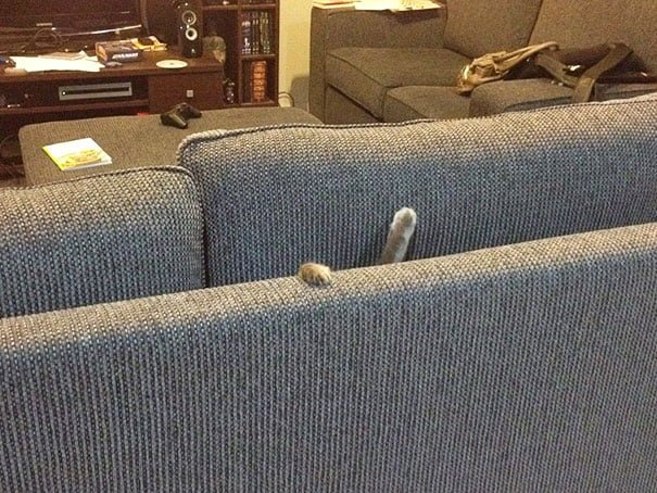 Funny Cat Is Stuck in couch