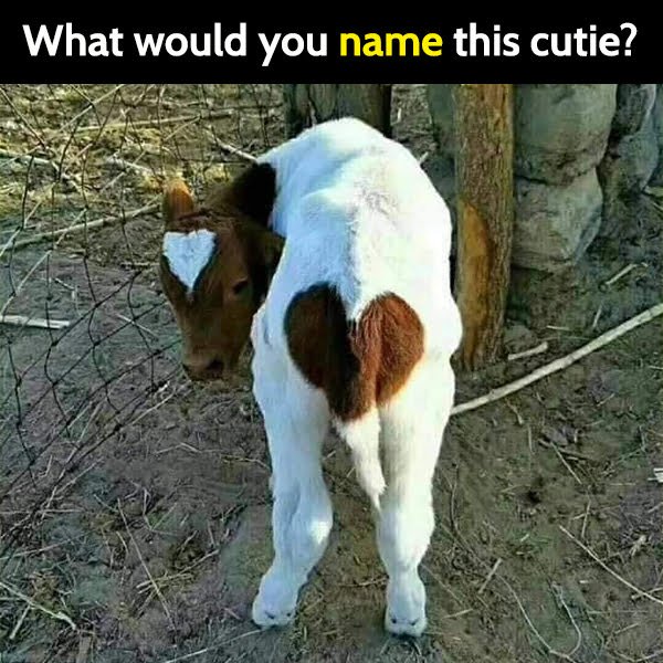 Funny Random Memes Humor What would you name this cutie? calf heart ass